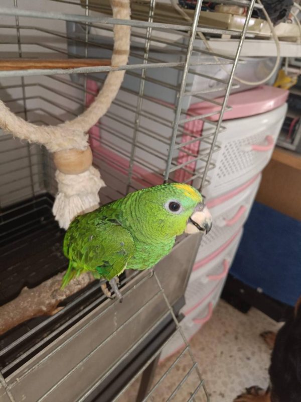 Terry : Amazon Parrot - Image 3