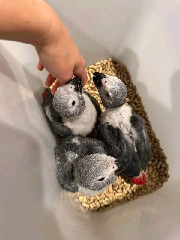 African Grey Parrot Babies