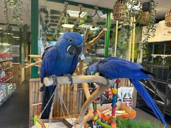 Bently & Betty- Hyacinth macaw parrots - Image 2