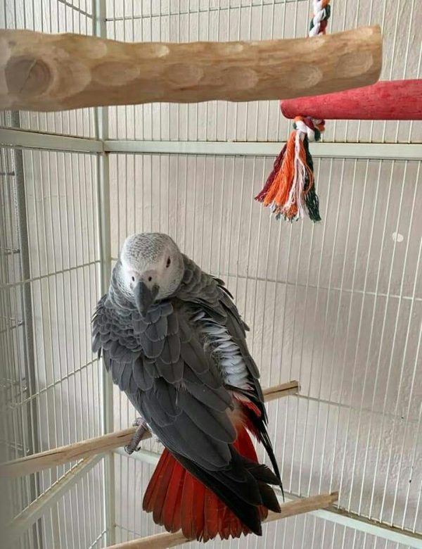 Pat: African Grey parrot