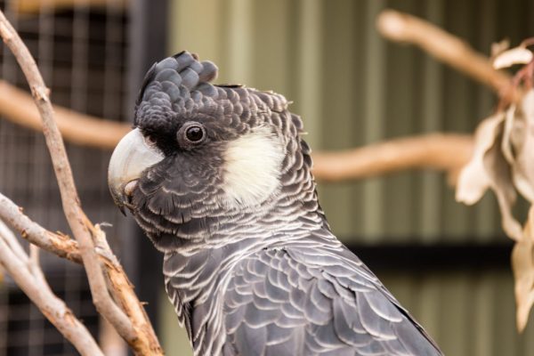 Teddy – Carnaby’s Black Cockatoo