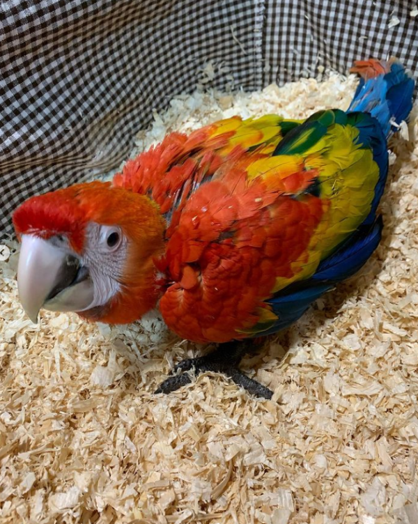 Baby Scarlet macaw parrot