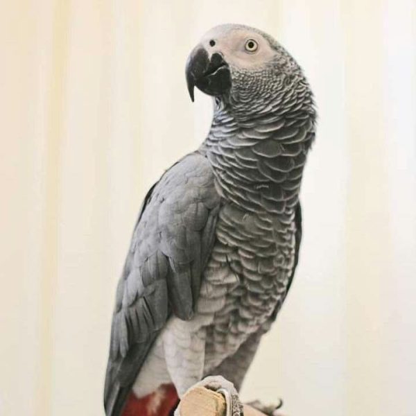 Tati :  African Grey Parrots