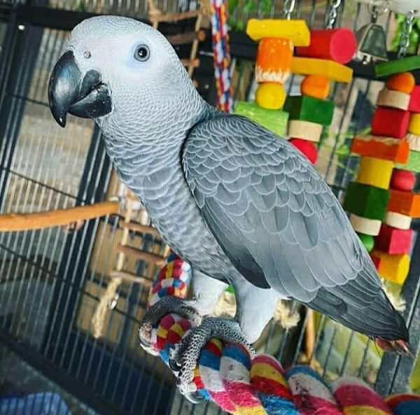 Bella: African Grey Parrot for Sale