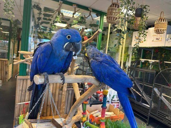 Bently & Betty- Hyacinth macaw parrots