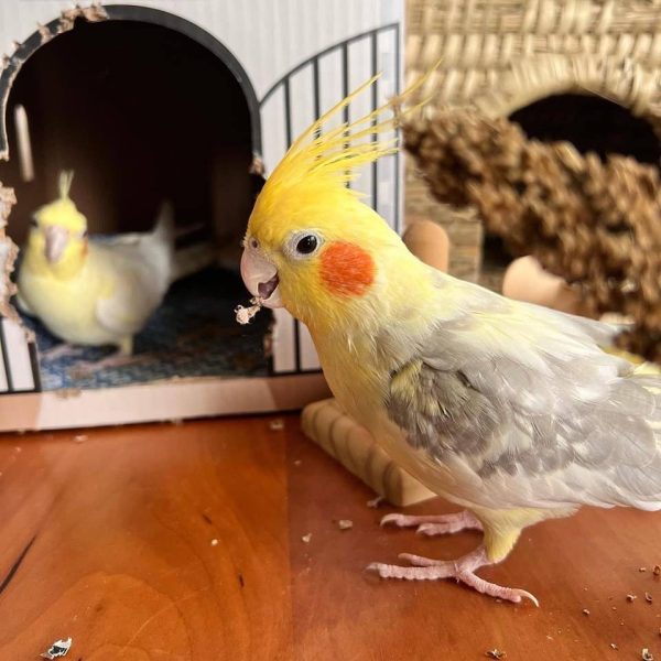 Quinn : Yellow cockatiel Parrot