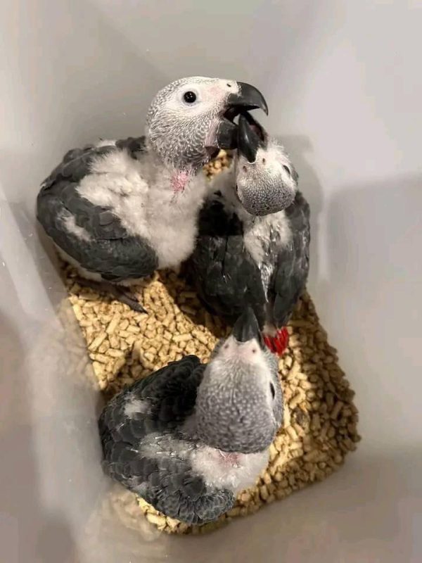 African Grey Parrot Babies - Image 2