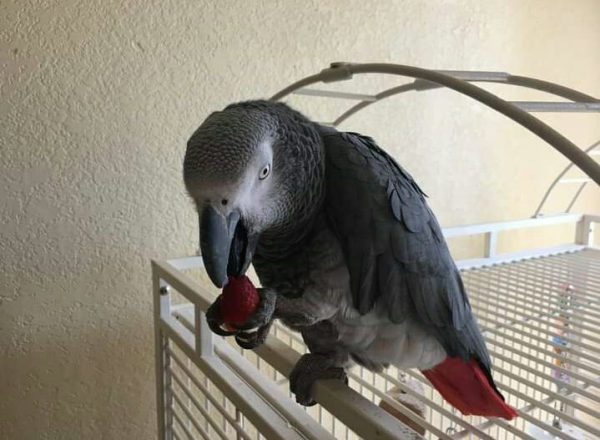 Kiki: African Gray Parrots for Sale