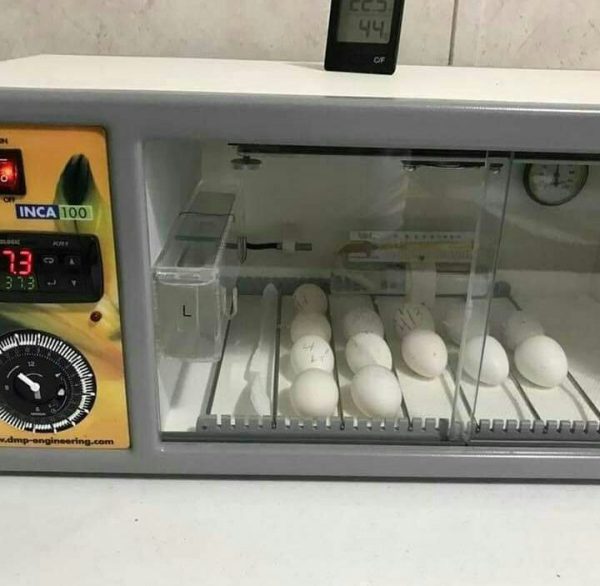 Poultry Egg Incubators Prices Incubator Temperature Controller