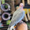 Archy – Caparrotua Cockatoo - Image 2