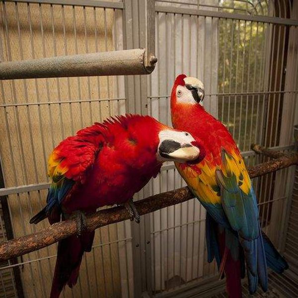 Ringo & Rosie-Scarlet macaws