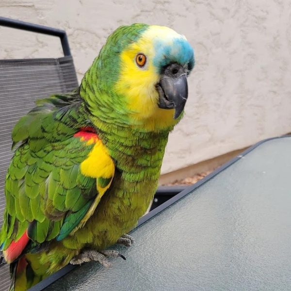 Blue Fronted Amazon Parrot