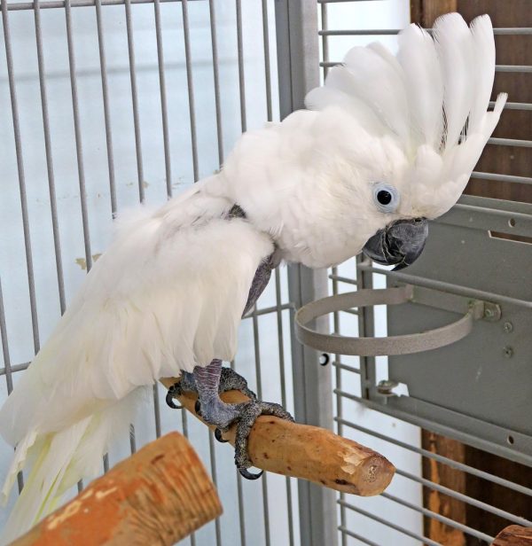 Umbrella Cockatoo parrot