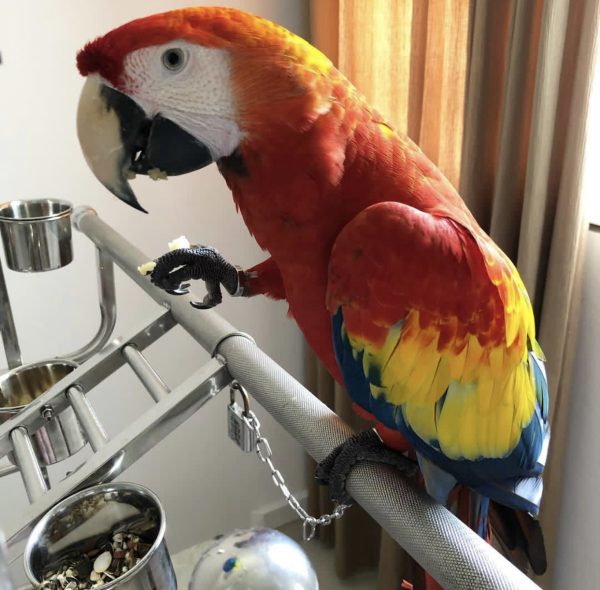 Bill- Scarlet Macaw for Sale