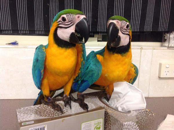 Dave & Dotty-Blue and Gold macaw pair