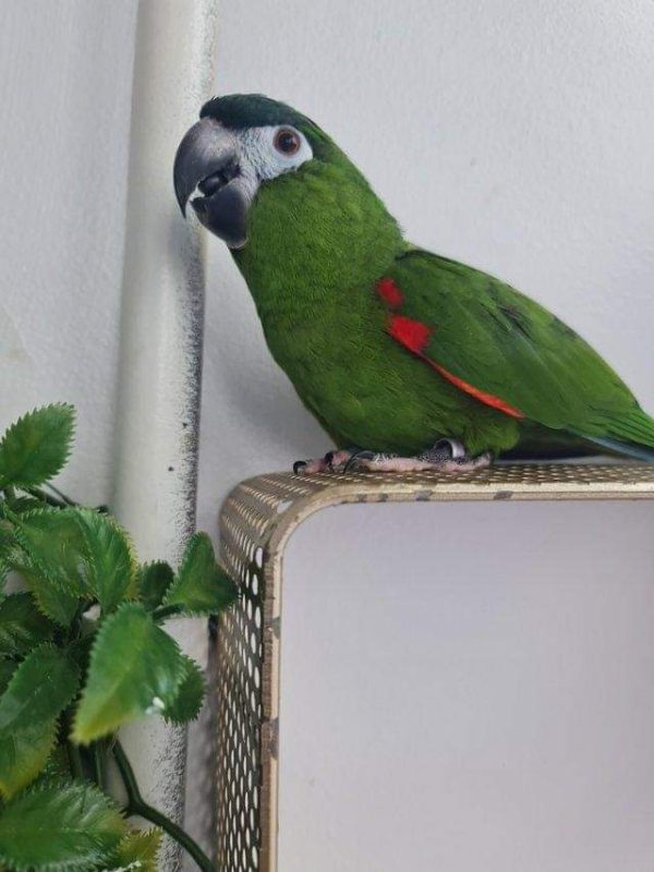 Jasper- Hahn’s Macaw Parrot