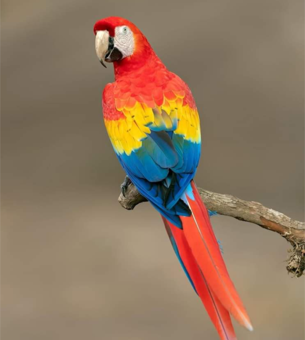 Mickey- Rainbow Macaw Parrot