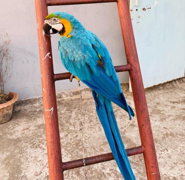 Blue and Gold Macaw parrot – Paris