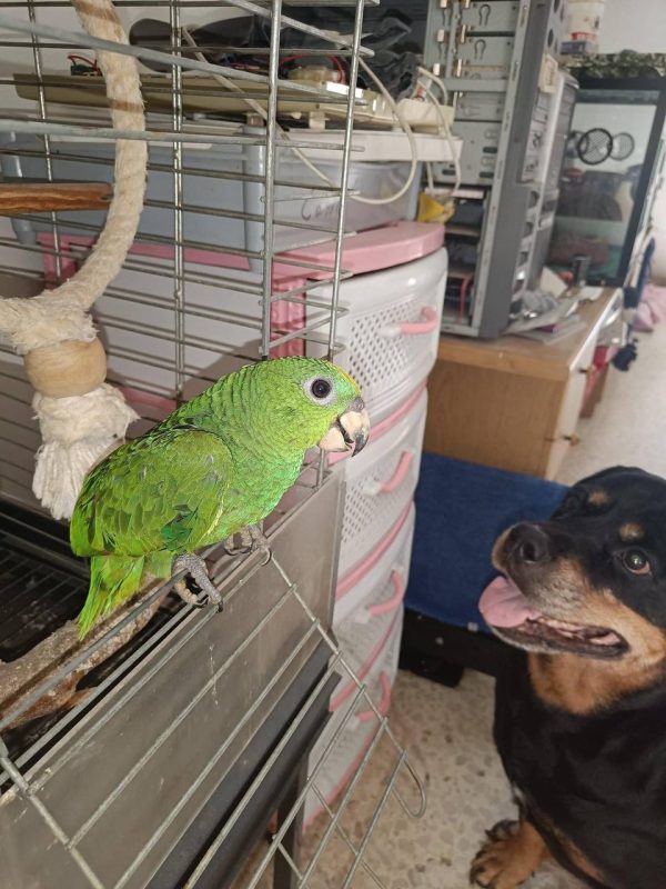 Terry : Amazon Parrot