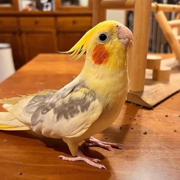 Quinn : Yellow cockatiel Parrot - Image 2