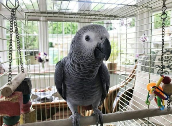 Rosa: Congo African Grey Parrots