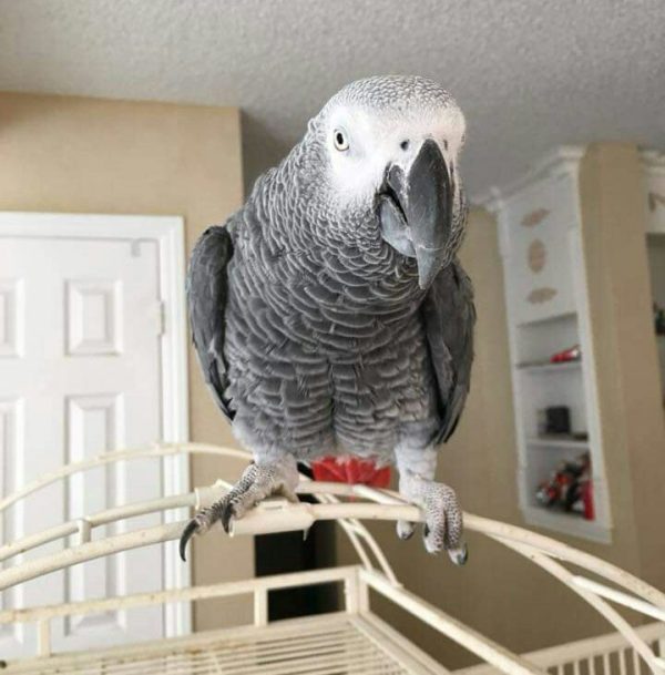 Alfie: African Grey Parrot